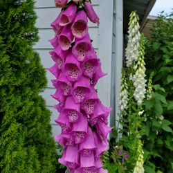 Foxgloves Perennials 