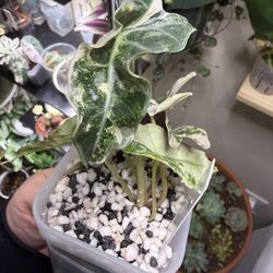 RARE Alocasia pink Polly snowflake (TC grown)