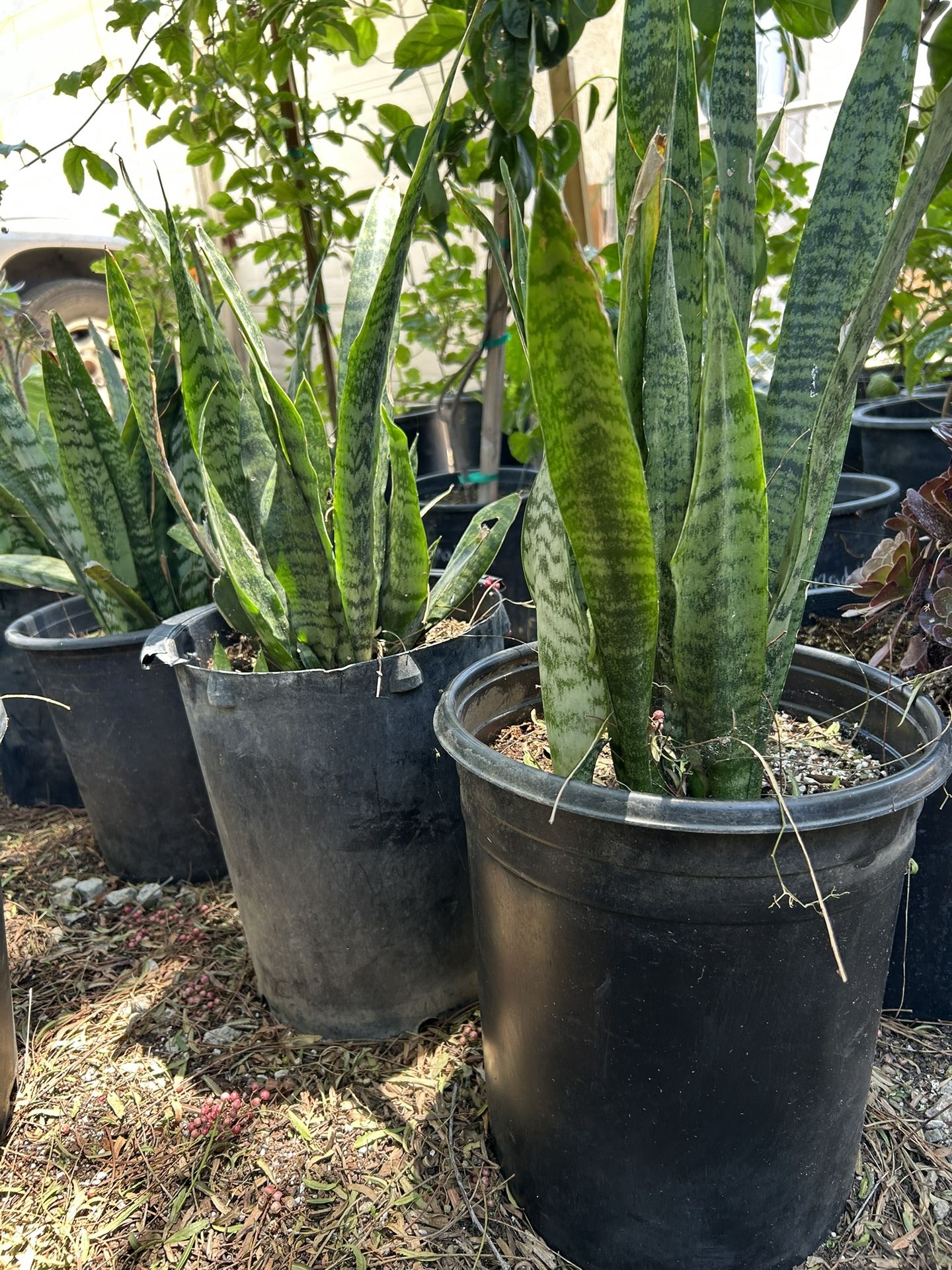 Lengua De Suegra