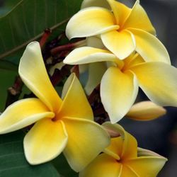 Plumeria Plants Ready To Plant In Your Garden