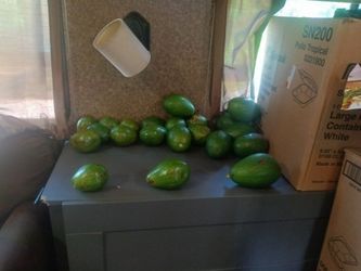 Avacados