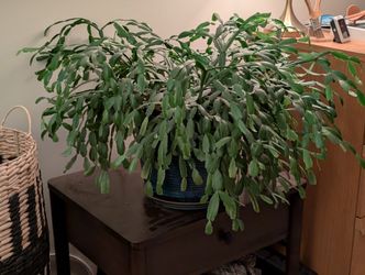 Large Christmas Cactus