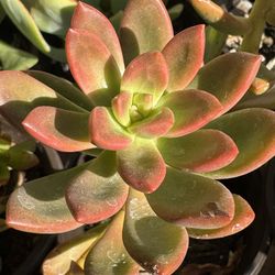 Succulent’s Plants 4”pot