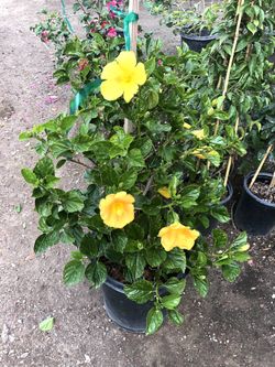 Hibiscus Yellow
