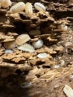 Bioactive Reptile Supplies - Isopods - Springtails - Reptile and bioactive  Supplies