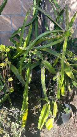 Dragon Fruit Cutting And Rooted 10”5 Cutting 