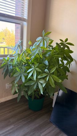 Giant money tree plant