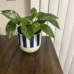 Pothos Plant 