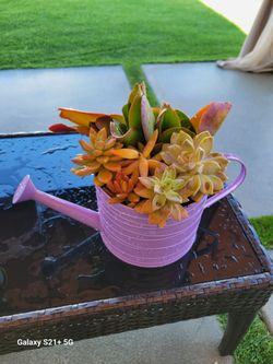 Succulents