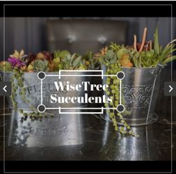 Metal tin and Metal Bucket Succulent Arrangement ! Areglo de succulentes en base de metal !