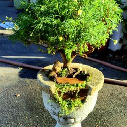 Bonsai Tree 2yrs 