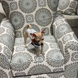 Brand new accent chairs for 399 many to choose from