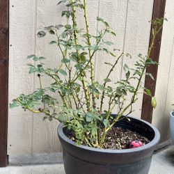 Pink/Red Rose Bush in Pot