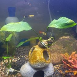 Aquarium Plants 