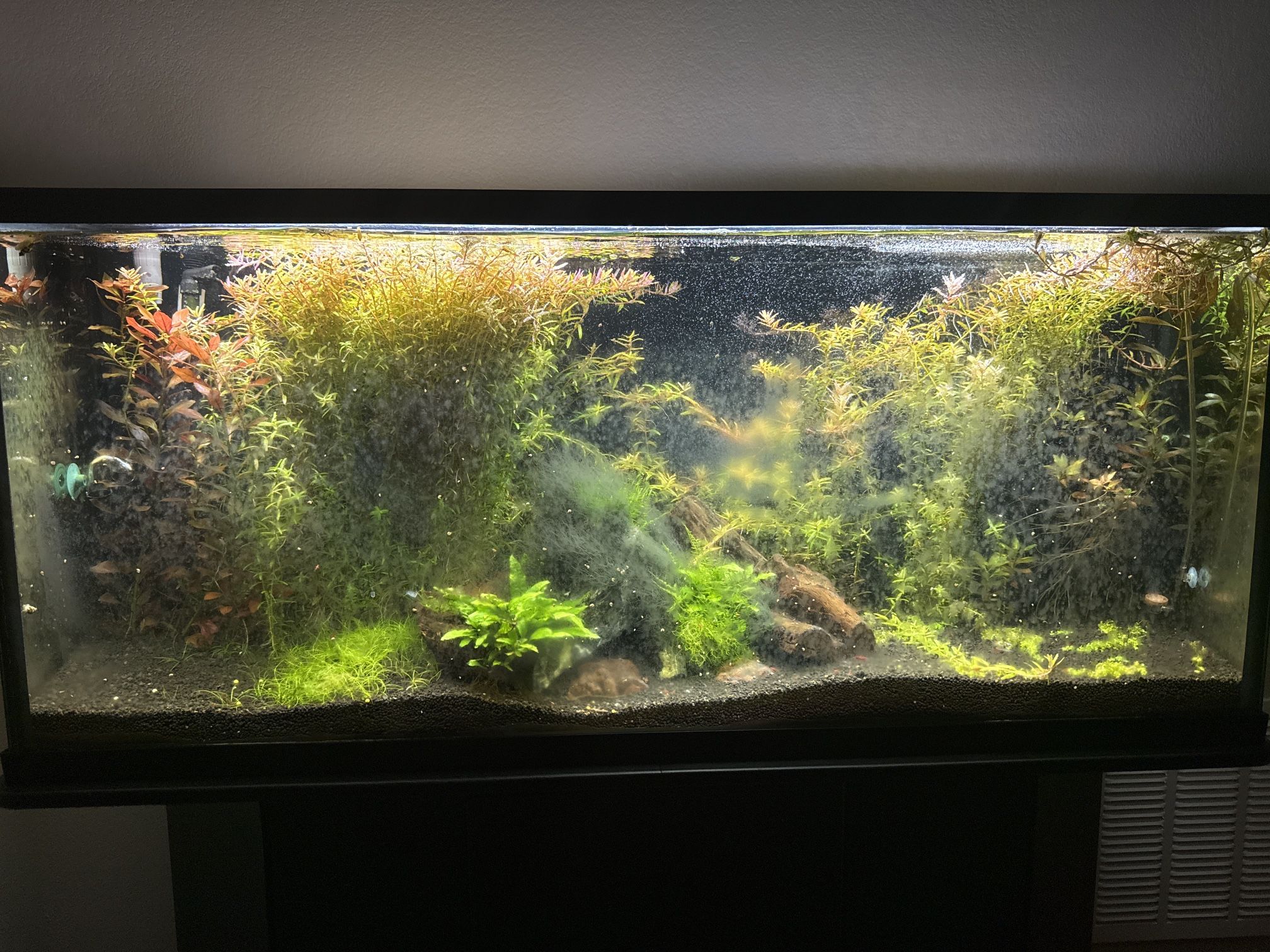 50 Gallon Planted Aquarium Setup – CO2, Filter, Shrxmp, Plants