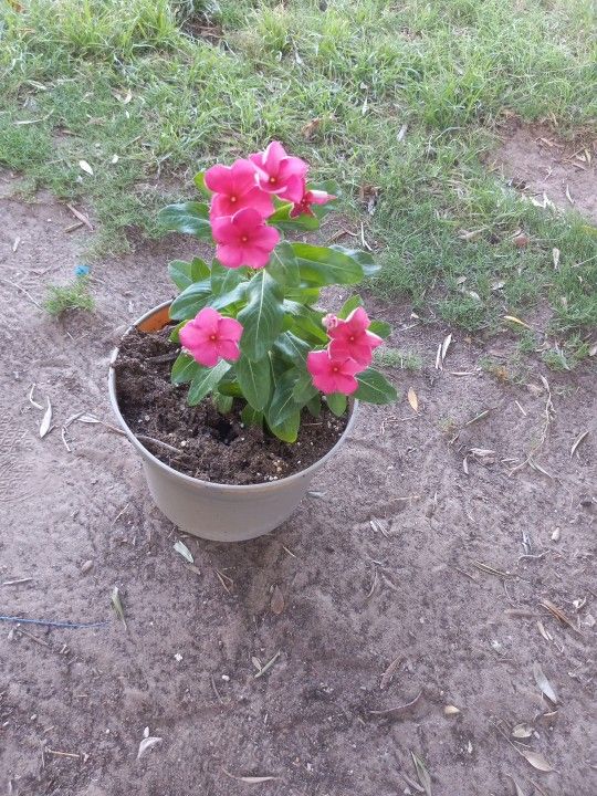 Vinca  Plant$7