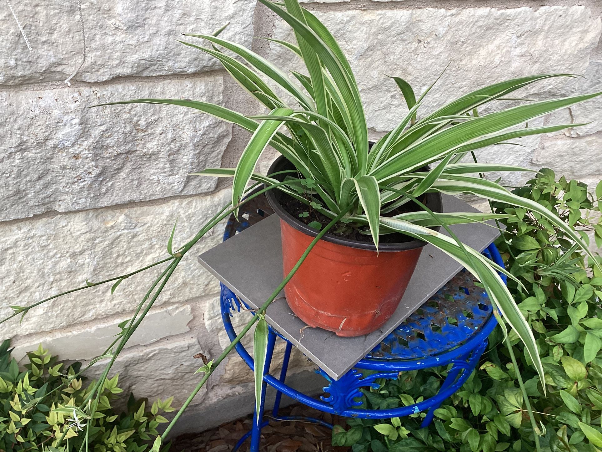 Spider Plant