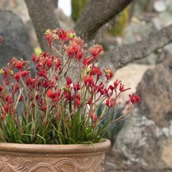 Red Kangaroo paws