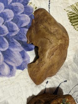 Turtle items