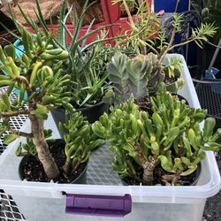 6” Succulents 