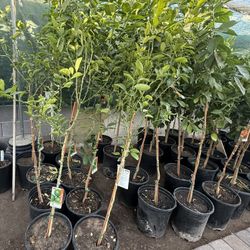 Mexican Lime Tree 5F The Tall $55 Each Price Firm…. I also have 15 gallons and they already have a lot of flowers.