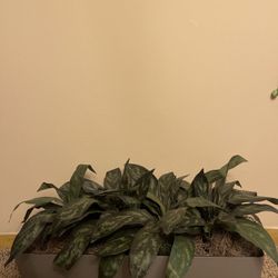 Decorative Green Plant Arrangement