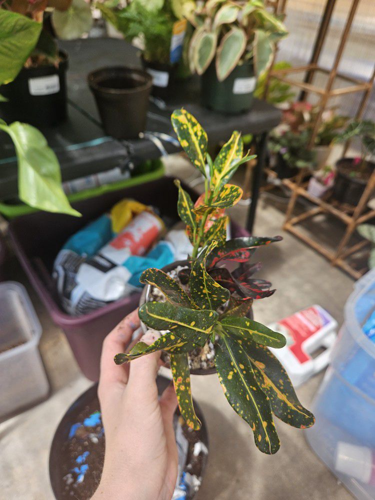 'Bush On Fire' Croton Plant