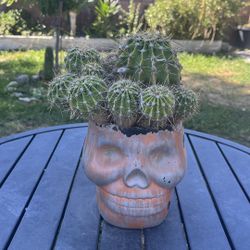 Very Healthy Cactus In Skull Vase