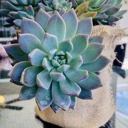 Echiveria  Plants
