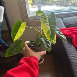 philodendron burle marx variegated