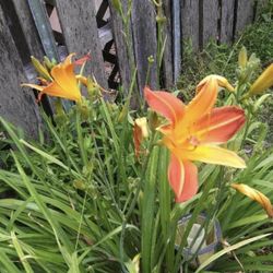 Huge Perennial Plant Sale (Read Description Below)