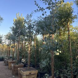 Silver Eucalyptus Tree 
