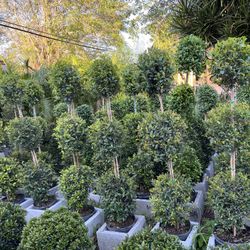 Balls Topiary (triple) In 3 gls Pot. 🤩