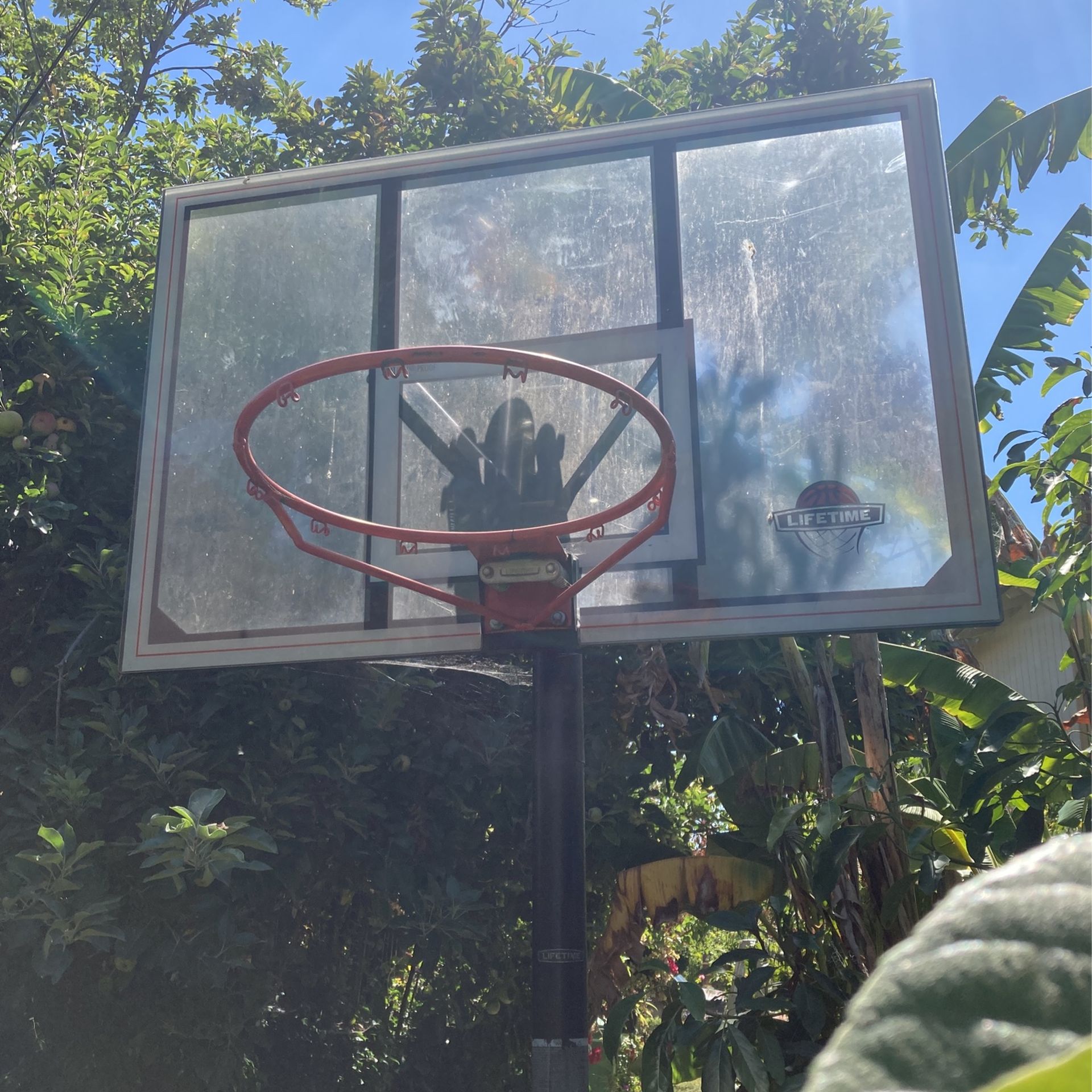 Lifetime Basketball Hoop