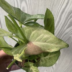 Syngonium With Pink Plants
