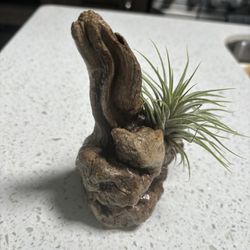 Driftwood With Live Air Plant
