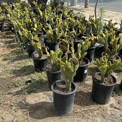 Bunny Ear Plants