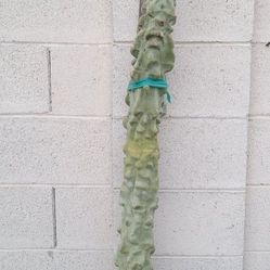 Totem Poll Cactus 🌵 Rooted And Ready To Plant 