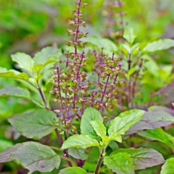 Holy Basil Ocimum tenuiflorum Authentic Tulsi Plant Organic 