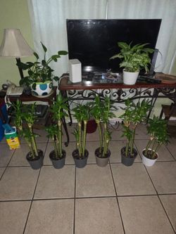 Lucky bamboo plants