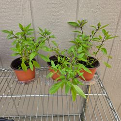 Thai Basil Plants