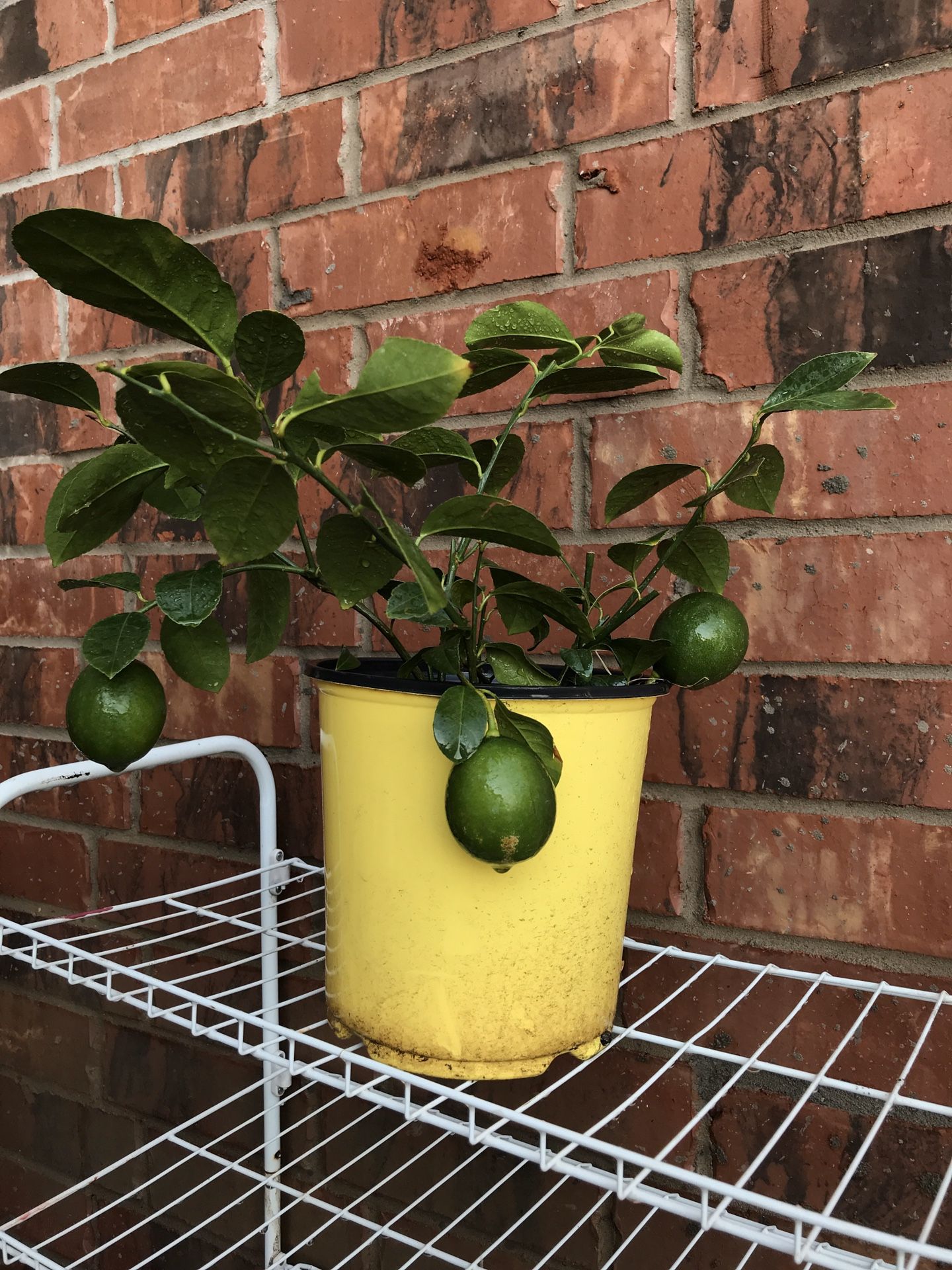 Meyer lemon mature tree for Sale in Irving, TX OfferUp