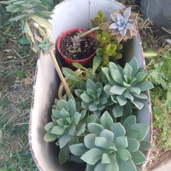Plant Sale
