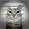 The Cat