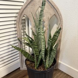 Snake Plant