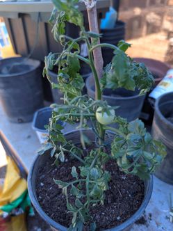 Cherry Tomatoe