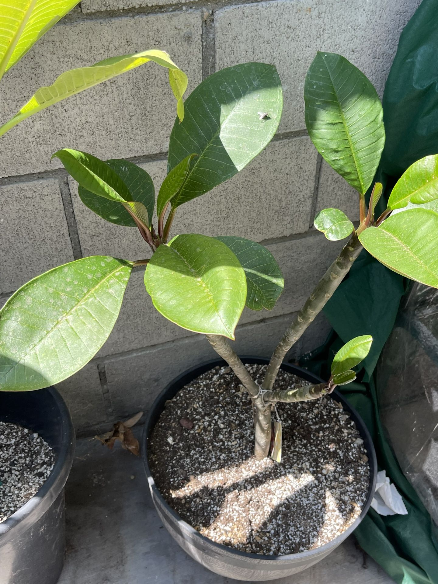 Plumeria Rubla