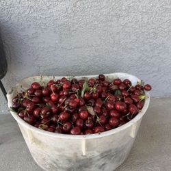 FRESHLY PICKED CHERRY FOR SALE 