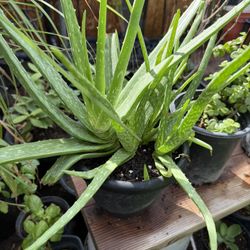 Aloe Vera Plants In 2 And One  Gallon $20  Firm Price