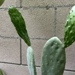 Nopal comestible
